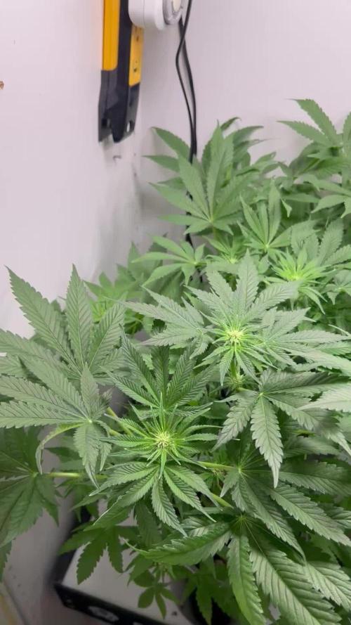 Pole Dancer F1 Testers