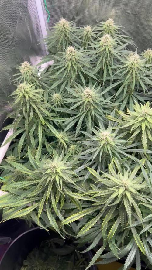 WalkerBerry OG (F2)