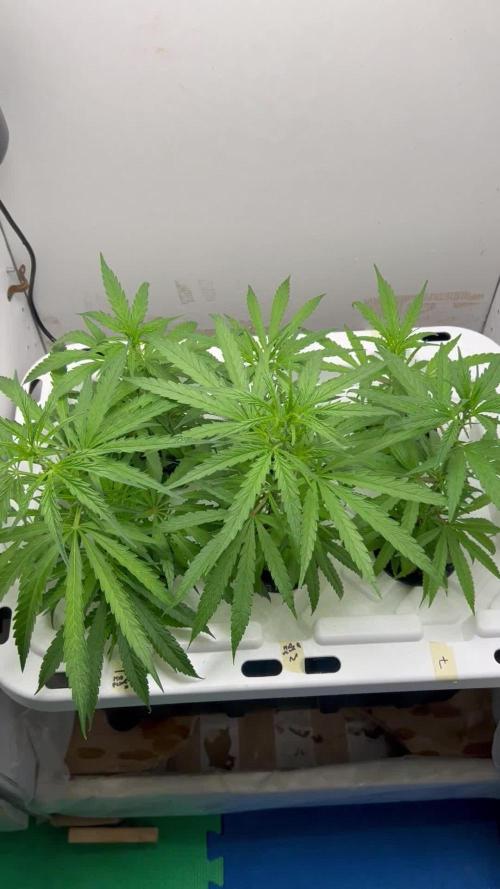 WalkerBerry OG (F2 Clones)