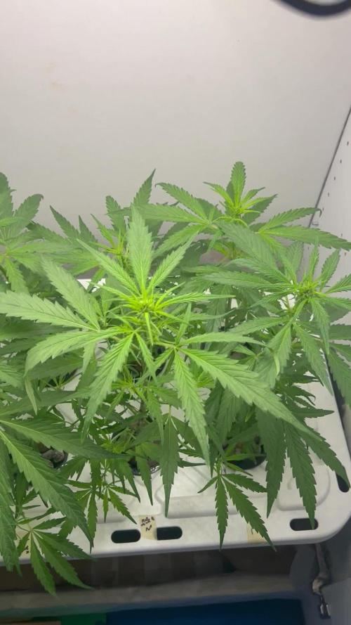 WalkerBerry OG (F2 Clones)