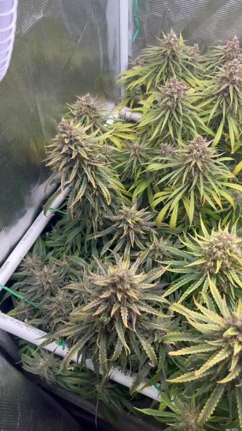 WalkerBerry OG (F2)