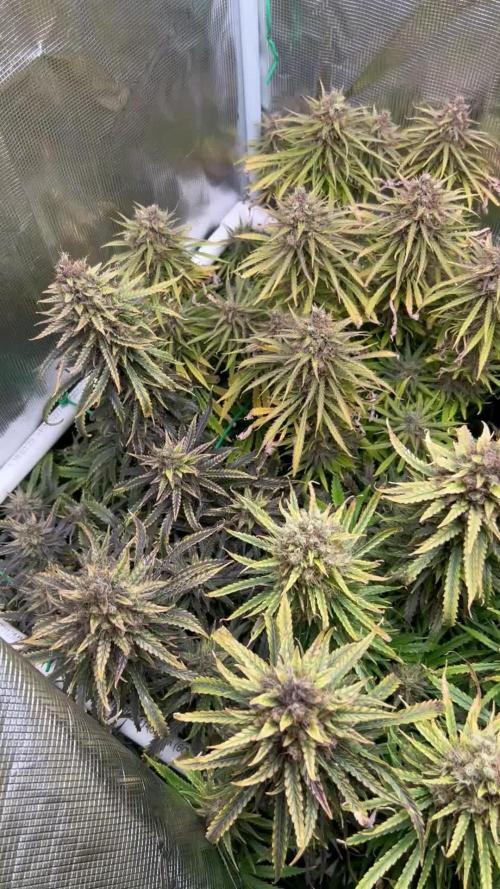 WalkerBerry OG (F2)