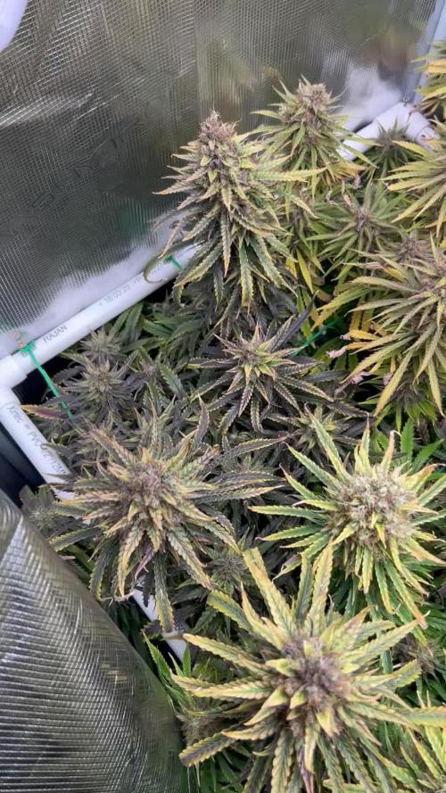 WalkerBerry OG (F2)