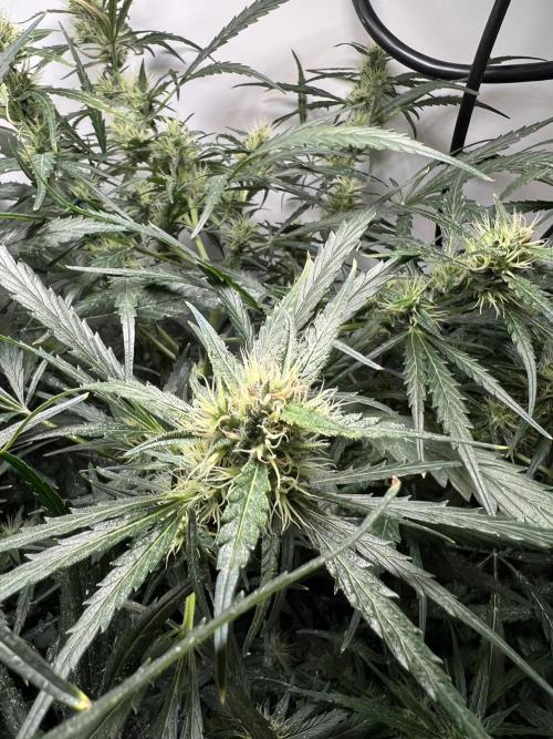WalkerBerry OG (F2). Week 13