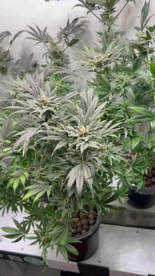 Pole Dancer F1 Testers