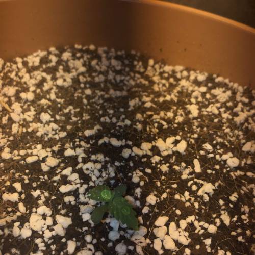 Quick One Autoflower. Week 1 - Day 7