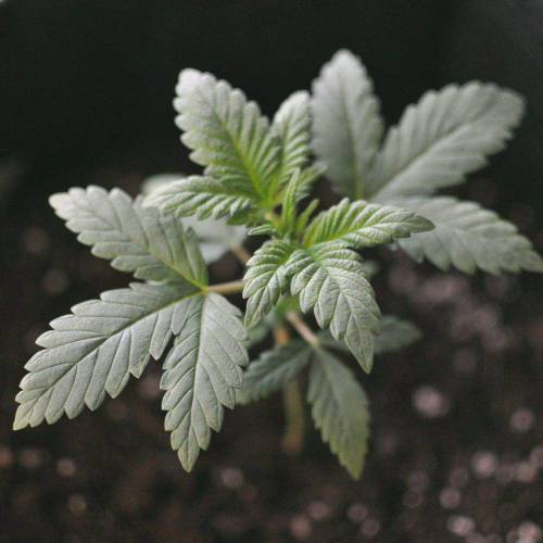 Custom Breeder & Strain - Unknown Lemon Strain door Rikyu
