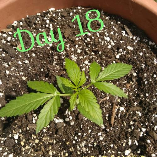 Royal Cookie Greenhouse Grow. Week 3