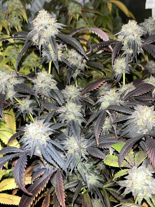 Josh D OG KISS - The Search for OG Kush. Week 24 - Doesn't look like OG Kush to me but fuck does it gas like it