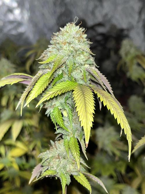 Josh D OG KISS - The Search for OG Kush. Week 24 - Green-o pheno. Also small buds but not as much