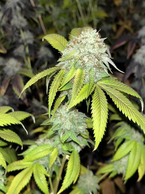 Josh D OG KISS - The Search for OG Kush. Week 24 - Another green