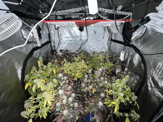 Josh D OG KISS - The Search for OG Kush. Week 24 - Chop day 66 of flower