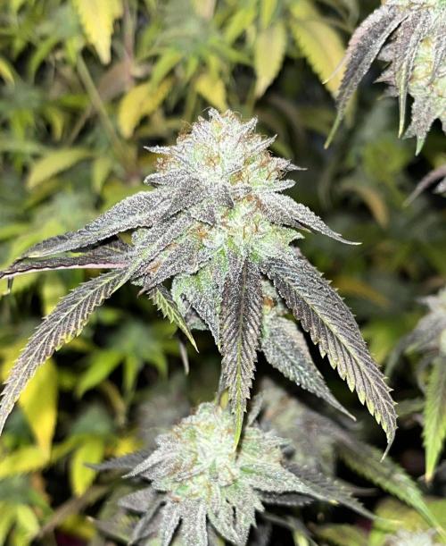 Josh D OG KISS - The Search for OG Kush. Week 24 - Purple pheno. Super small buds