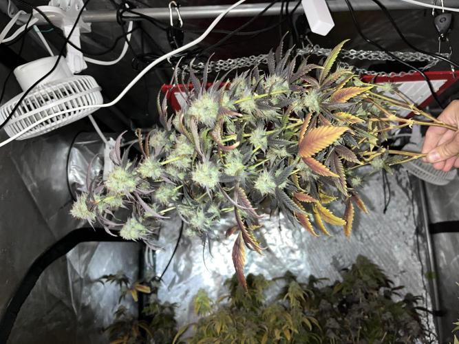 Josh D OG KISS - The Search for OG Kush. Week 24 - Insane colors