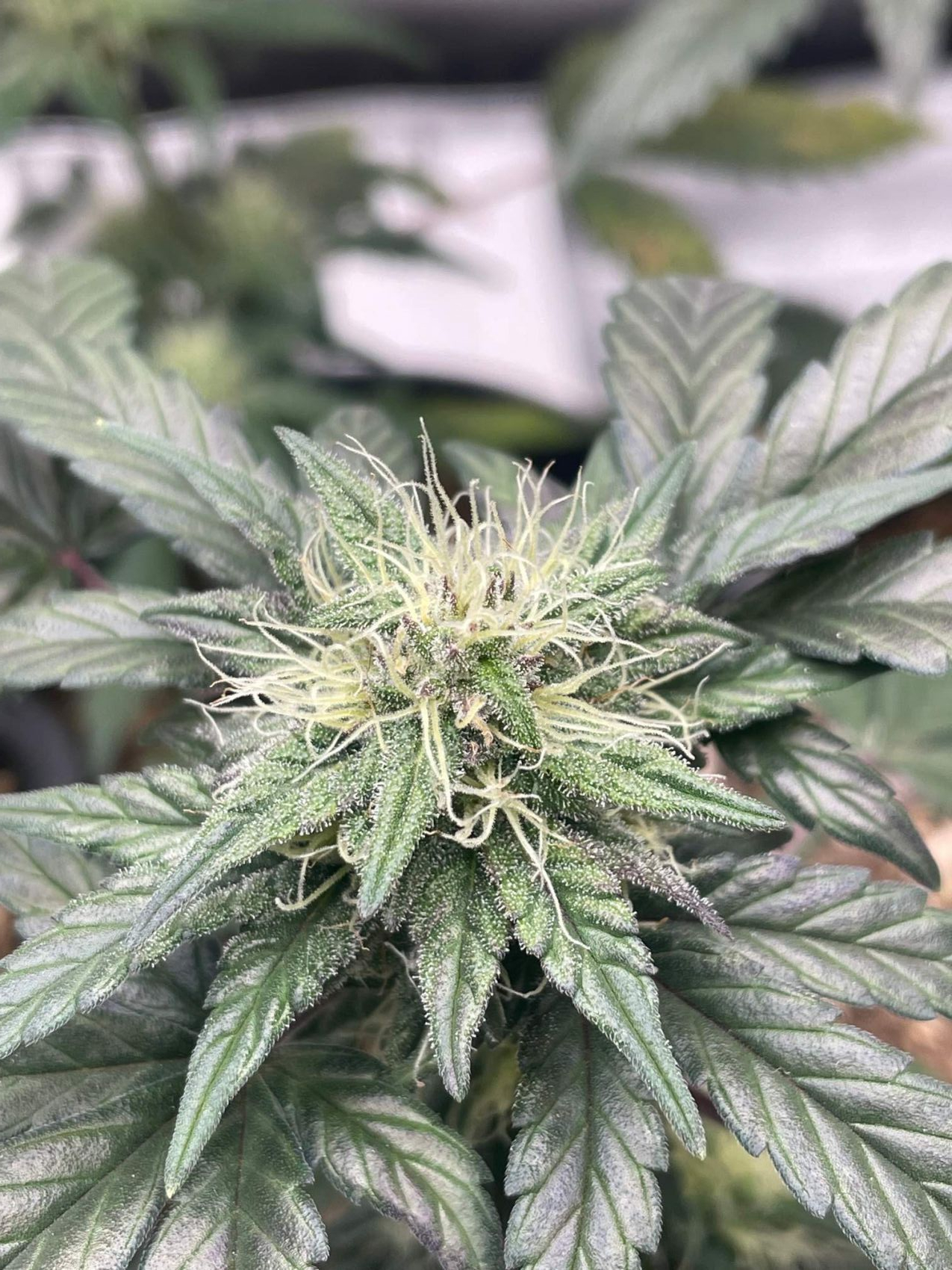 Grape Xochi x Blueberry Slushy F5, Substance D x Blueberry Slushy F5 ...