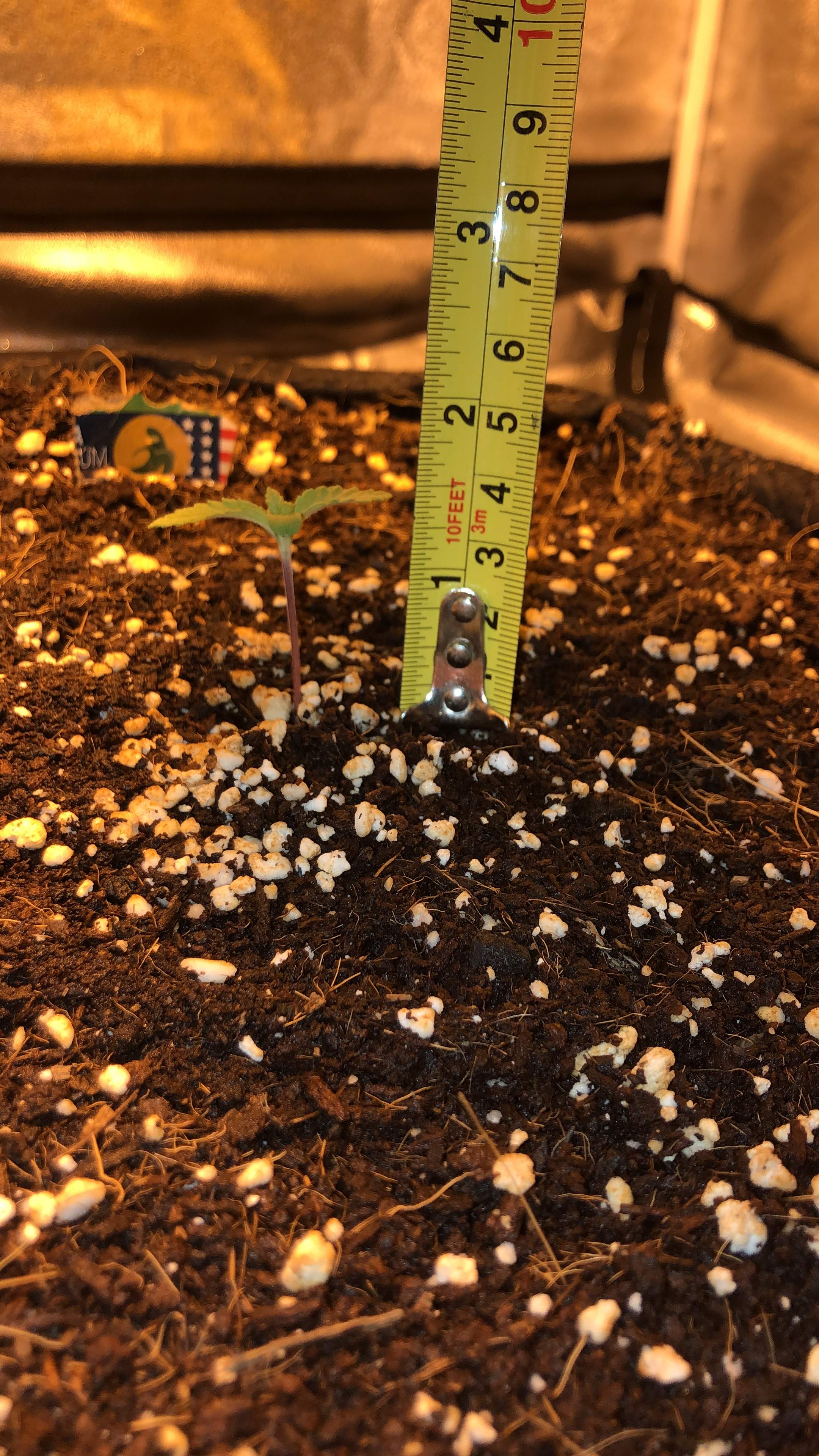 Royal Queen Seeds Fat Banana Automatic grow diary (journal) week1 by Bananahammock GrowDiaries