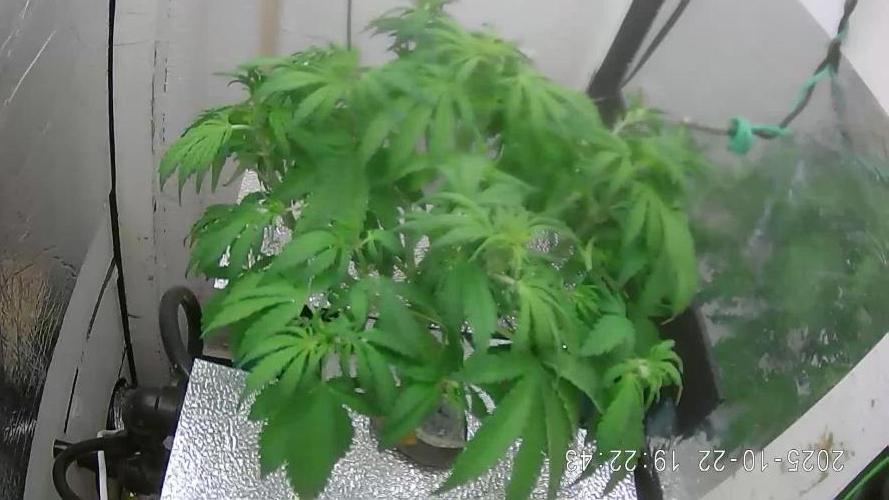 Purple Lemon Auto hydroponic grow