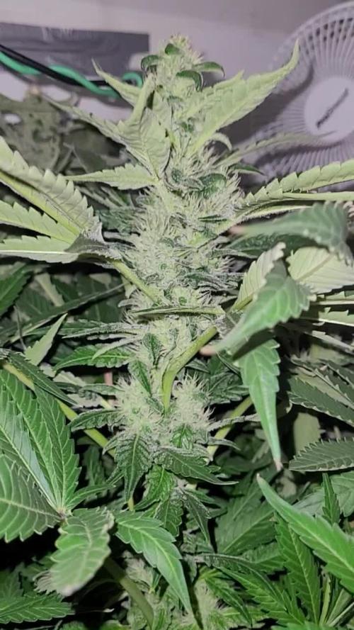 Anesia Seeds/The sun of a Peach