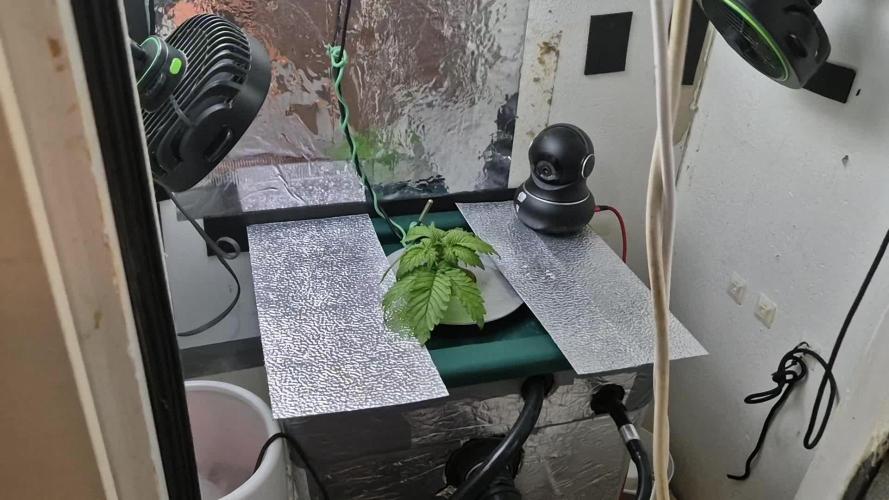 Purple Lemon Auto hydroponic grow