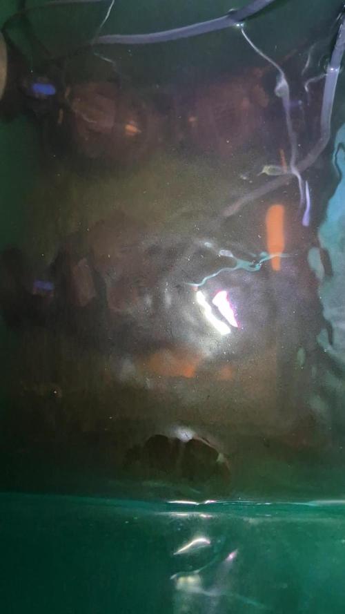 Purple Lemon Auto hydroponic grow