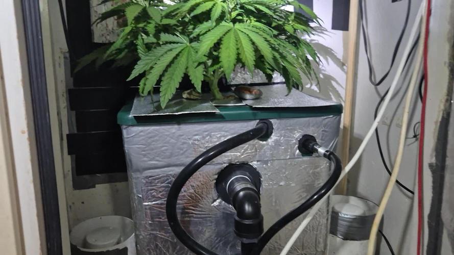 Purple Lemon Auto hydroponic grow