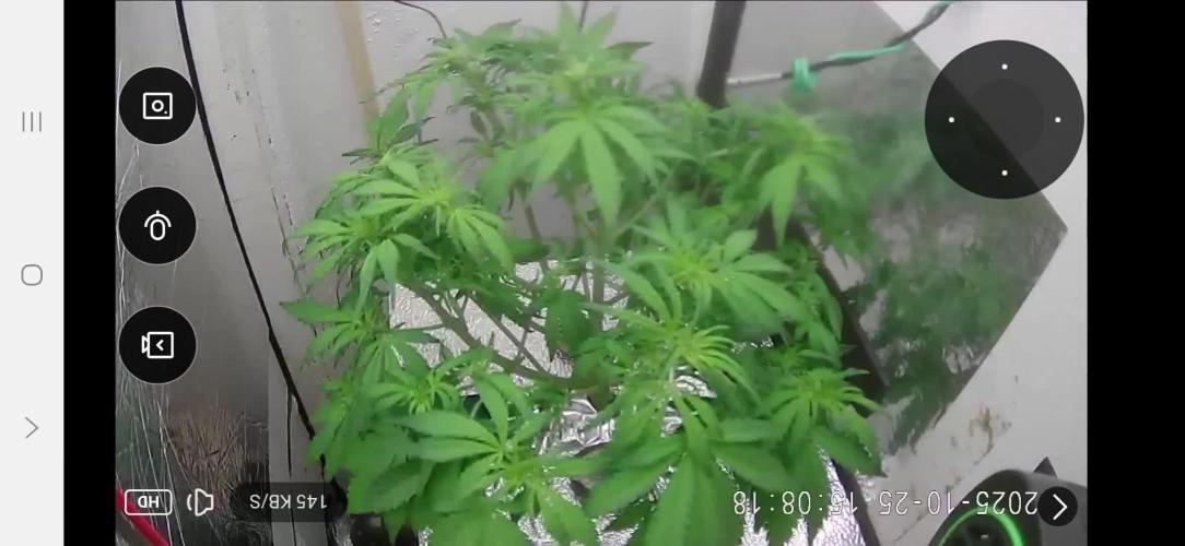 Purple Lemon Auto hydroponic grow