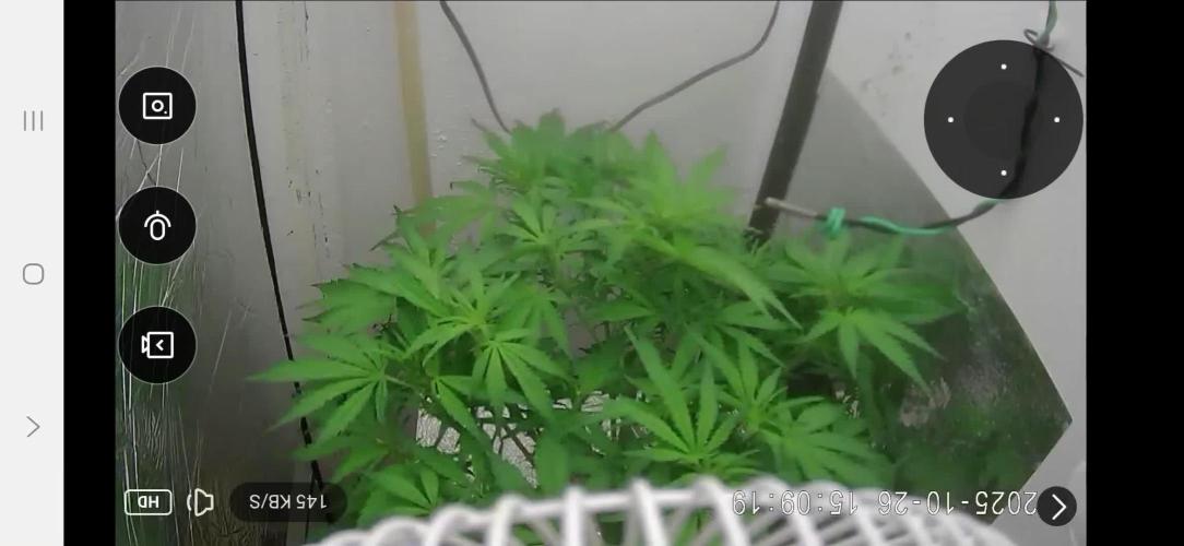Purple Lemon Auto hydroponic grow