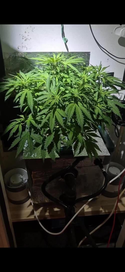Purple Lemon Auto hydroponic grow