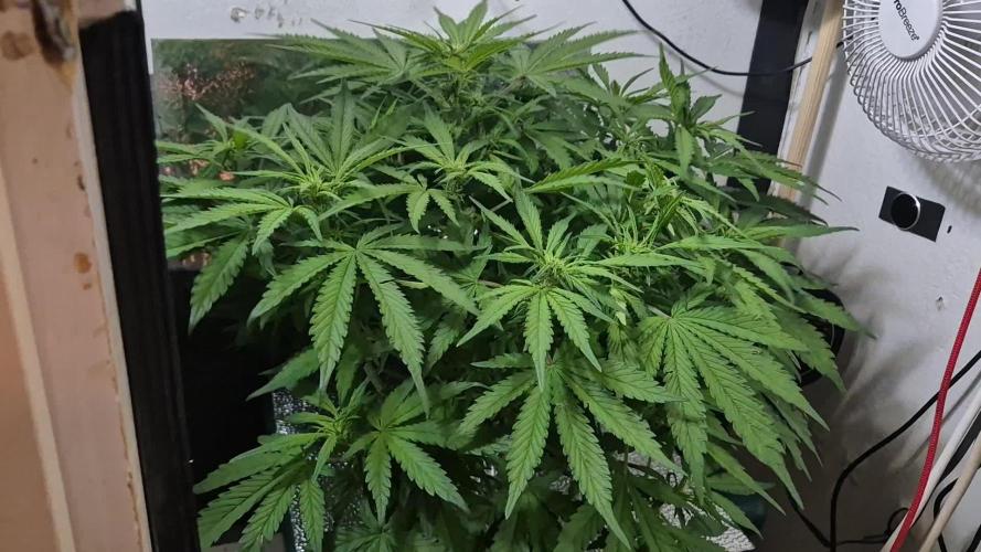 Purple Lemon Auto hydroponic grow