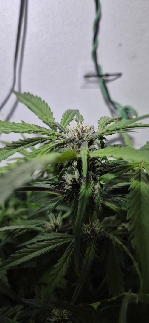 Purple Lemonade Auto hydroponic grow. Week 7