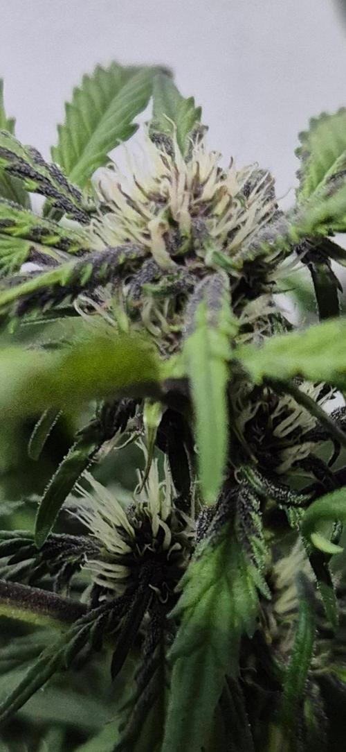 Purple Lemonade Auto hydroponic grow. Week 7