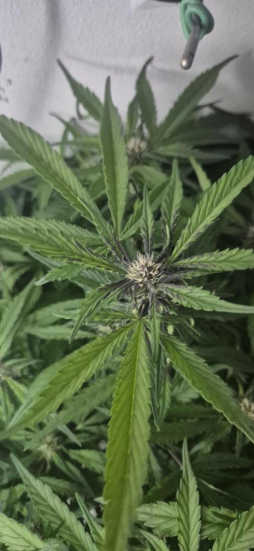 Purple Lemonade Auto hydroponic grow. Week 7