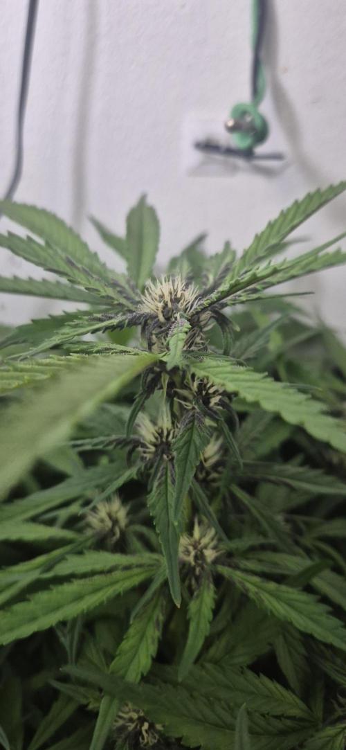 Purple Lemonade Auto hydroponic grow. Week 7