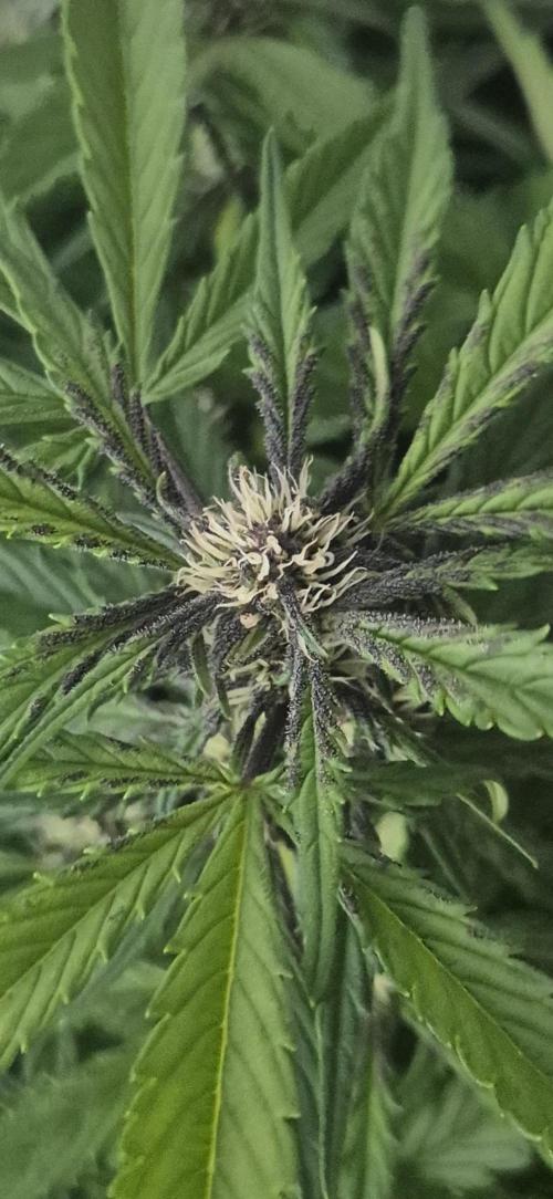 Purple Lemonade Auto hydroponic grow. Week 7