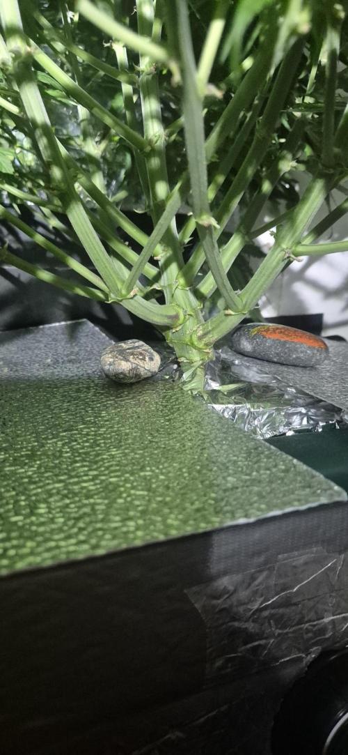 Purple Lemonade Auto hydroponic grow. Week 7