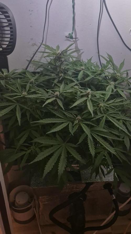 Purple Lemon Auto hydroponic grow