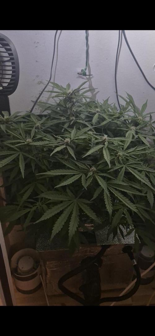 Purple Lemonade Auto hydroponic grow. Week 7