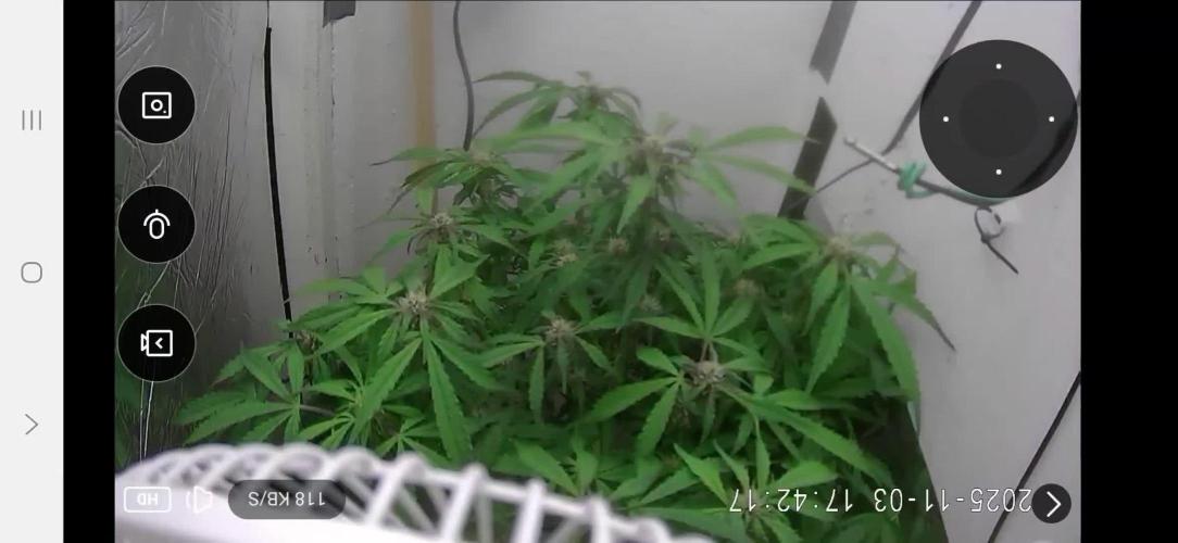 Purple Lemon Auto hydroponic grow