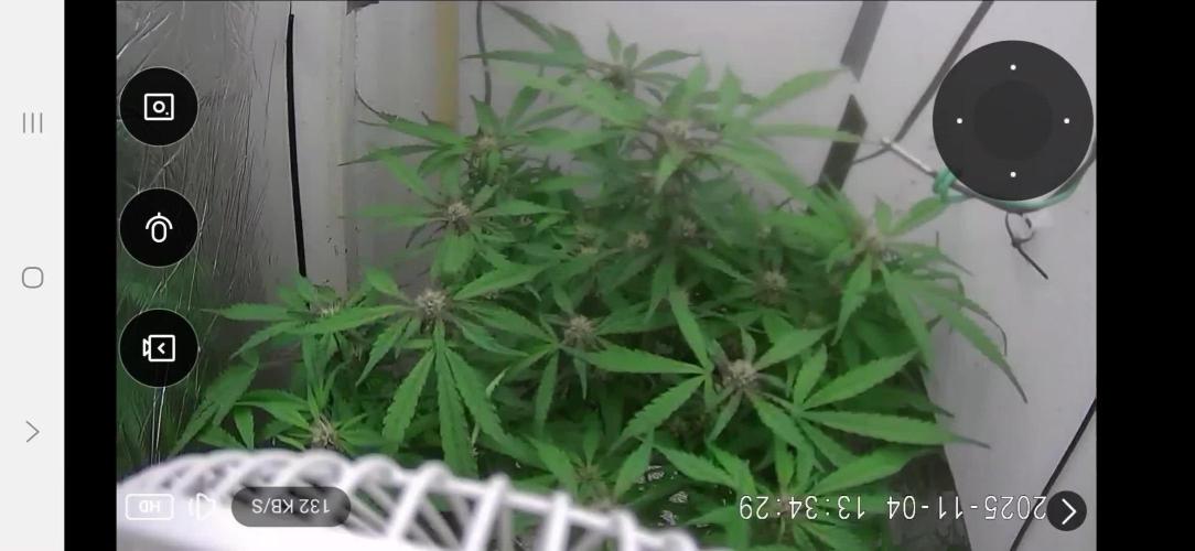 Purple Lemonade Auto hydroponic grow