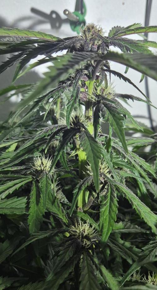 Purple Lemonade Auto hydroponic grow. Week 7