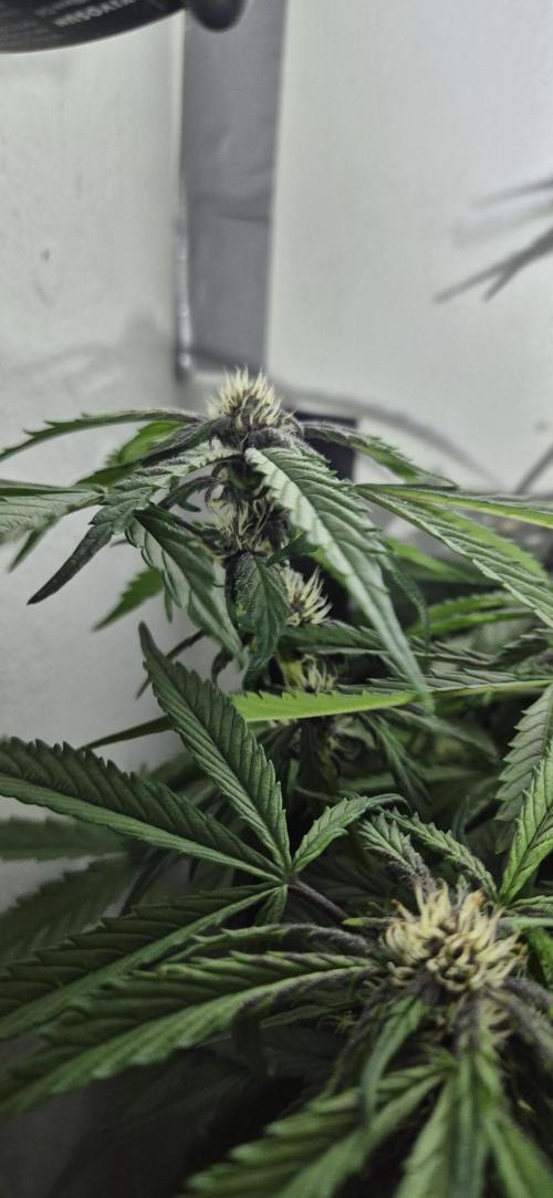 Purple Lemonade Auto hydroponic grow. Week 7