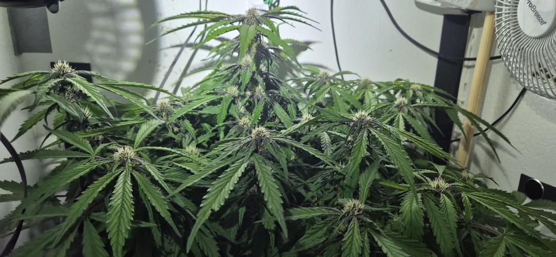 Purple Lemonade Auto hydroponic grow. Week 7