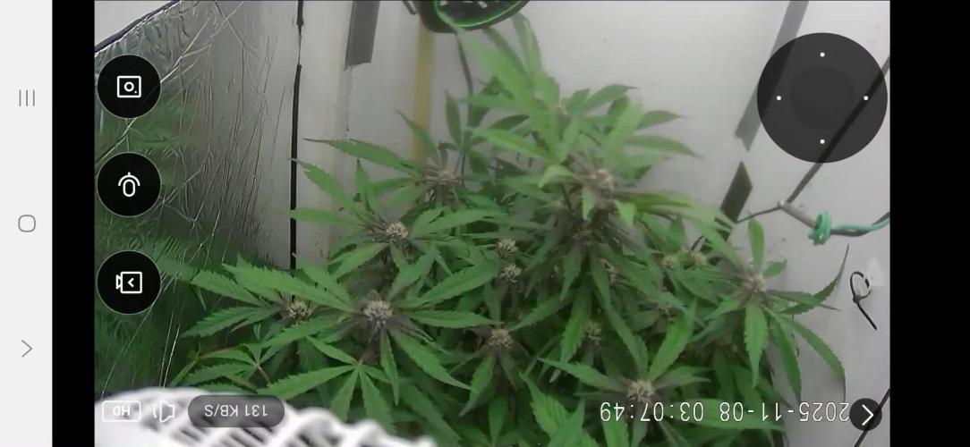 Purple Lemonade Auto hydroponic grow
