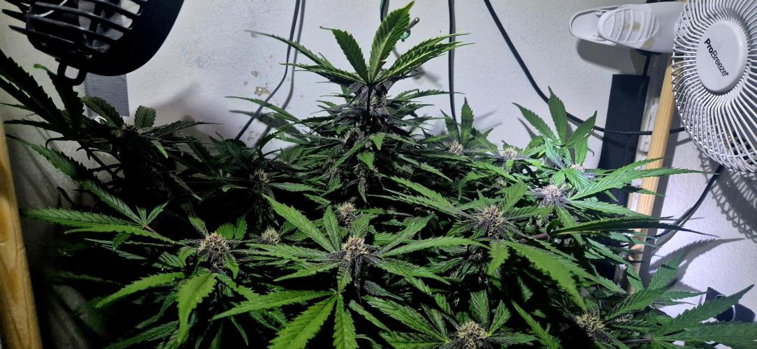 Purple Lemonade Auto hydroponic grow. Week 8