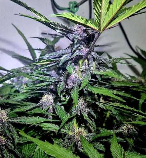 Purple Lemonade Auto hydroponic grow. Week 8
