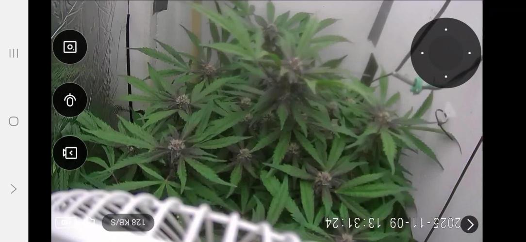 Purple Lemonade Auto hydroponic grow