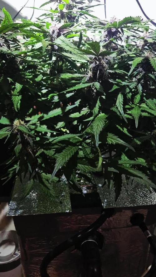 Purple Lemonade Auto hydroponic grow