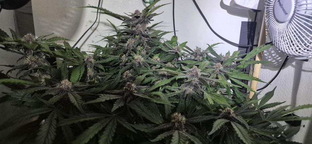 Purple Lemonade Auto hydroponic grow. Week 8