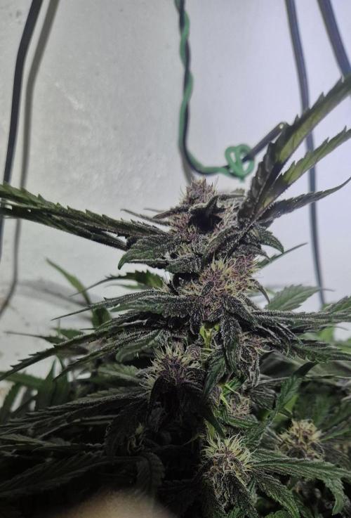 Purple Lemonade Auto hydroponic grow. Week 8