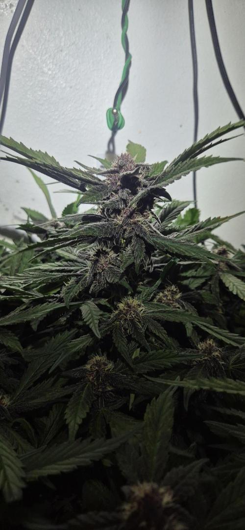 Purple Lemonade Auto hydroponic grow. Week 8